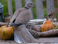 Turkse Tortel in haar gala jurk aan tafel.