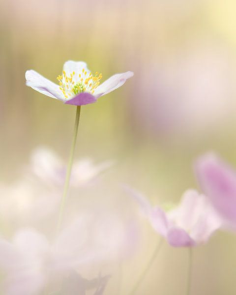 Buschwindröschen 1 von Geert Huyskens Photography