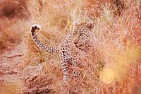 Pose de léopard au coucher du soleil