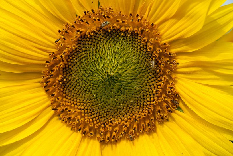 Heart of a sunflower by Freek Rooze