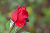 Red rose with dew