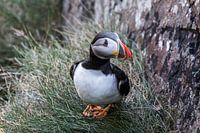 Porträt eines Papageientauchers auf den Klippen von Irland