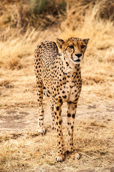 Chita by Albert van Heugten