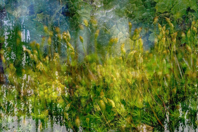 Nature behind glass wall by Eugene Winthagen