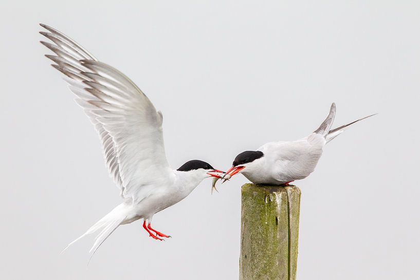 Flussseeschwalben von Mark van der Walle