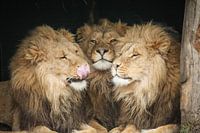Trois lions en gros plan