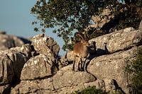 A Spanish ibex found in 'El Torcal de Antequera