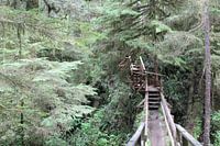 Rainforest Vancouver Island