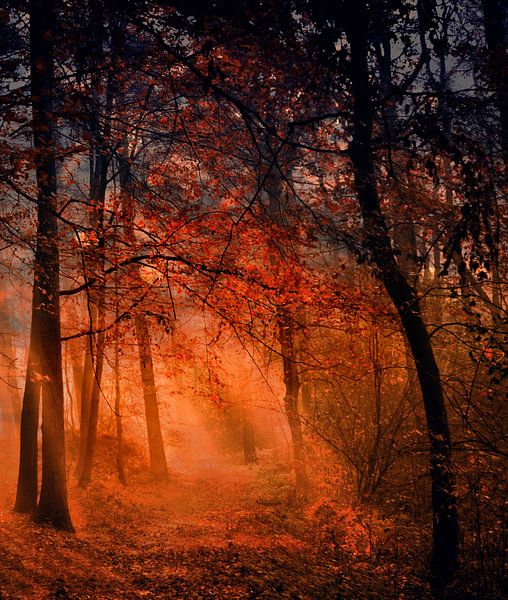 Morgens im Wald par Vera Kämpfe