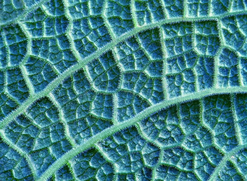 On your nerves... (Leaf veins in Petrol) by Caroline Lichthart