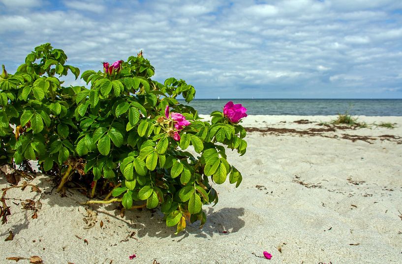 Roses on the beach by Holger Felix