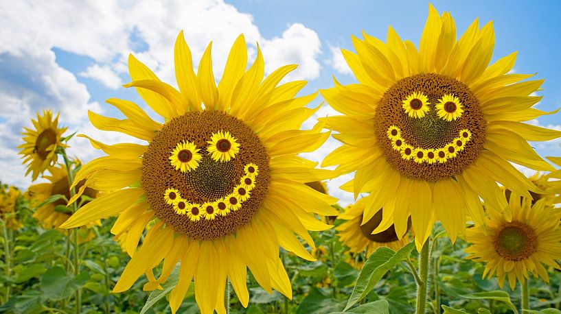 Two cheerful sunflowers by SusaZoom