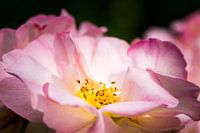 eine rosa Rose und ihre Staubblätter