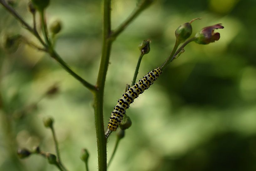 Rupsje nooit genoeg by Patricia van Nes