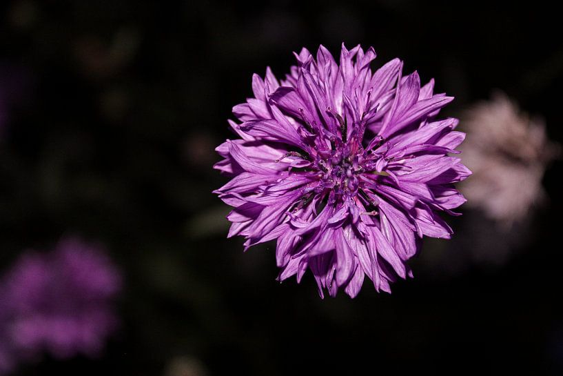 Fleur pourpre, fleur sauvage par Gwyn de Graaf