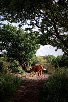 Le Highlander écossais dans le parc de Westduin