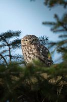 Steinkauz im Nadelbaum