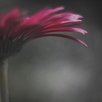 Gerbera artistique