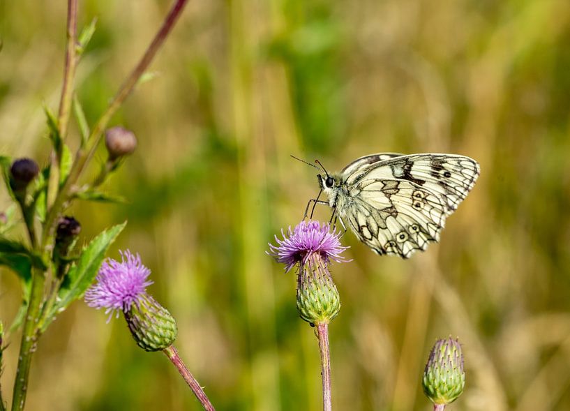 Melanargia galathea butterfly on thistle von Animaflora PicsStock