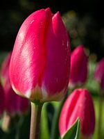 Tulip in the Keukenhof