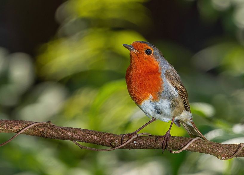Robins von arnemoonsfotografie