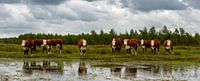 Paysage hollandais, vaches Hereford, Fochteloërveen, Drenthe