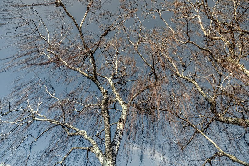 Tree in spring by Marijke de Leeuw - Gabriëlse