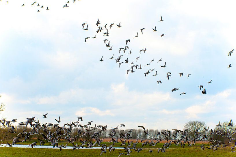 Swarm of Birds. by Brian Morgan