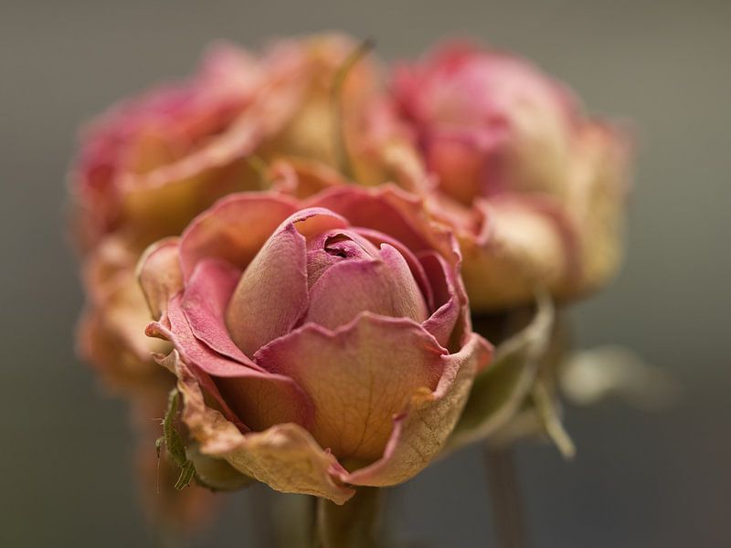 getrocknete Röschen von Esther van Stiphout