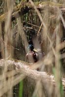 Canard sauvage capturé