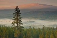 Fulufjället Nationalpark