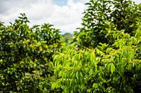 Vlinder (Costa Rica)