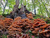Mushrooms at Elswout estate