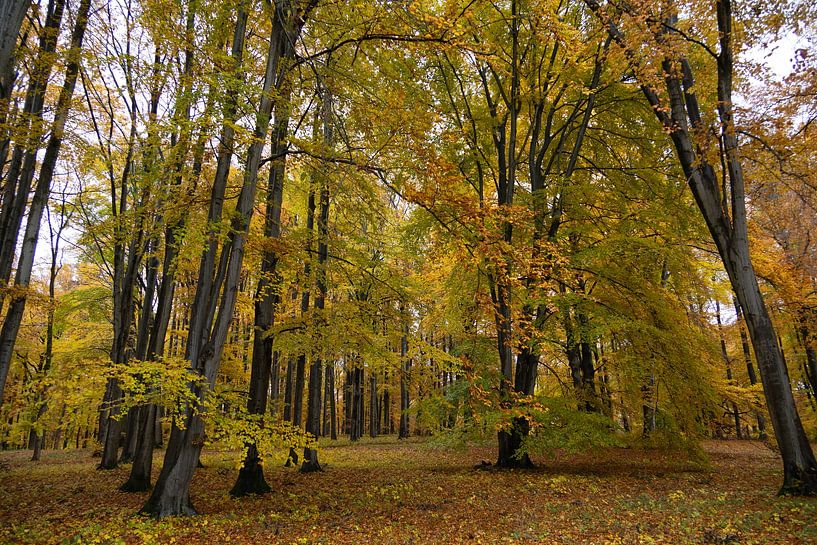Herbstwald von Suzanne Schoepe