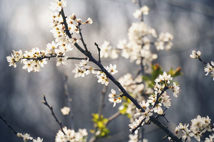 Fleurs blanches 3 par Lisa Bouwman