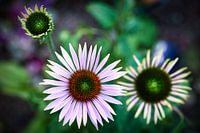 Chapeau de soleil Echinacea angustifolia