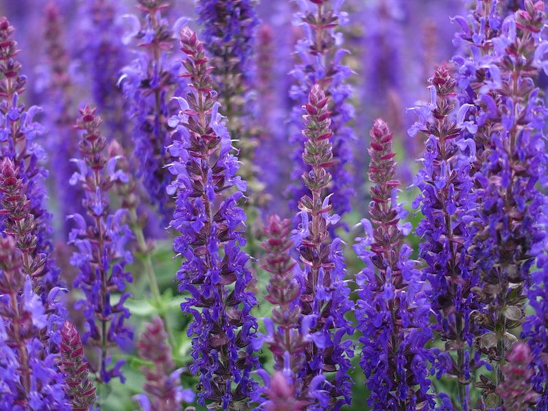 Bloemenzee von richard de bruyn