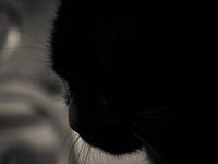 Just thinking....hard!