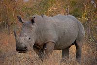 The first rhino in the Kruger park