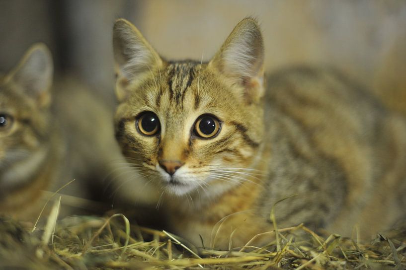 cat by Hubert van Gestel