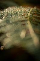 Sailing in the morning light