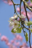 Blossom of pear tree, spring, flowers