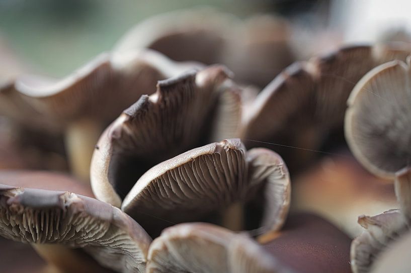 Delicate mushrooms filigree on the forest floor by Martin Köbsch