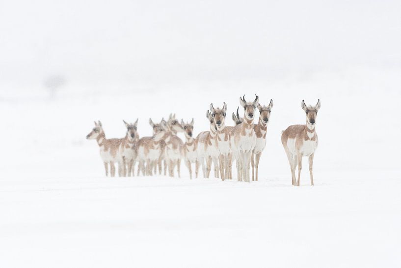 Pronghorns ( Antilocapra americana ) in winter, snow, small herd, standing in a row, waiting, watchi by wunderbare Erde