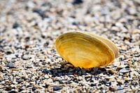 Shell sur l'Escaut oriental