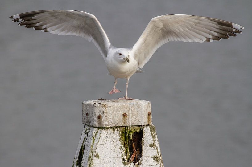 Pontische meeuw met gespreide vleugels par Marcel Klootwijk