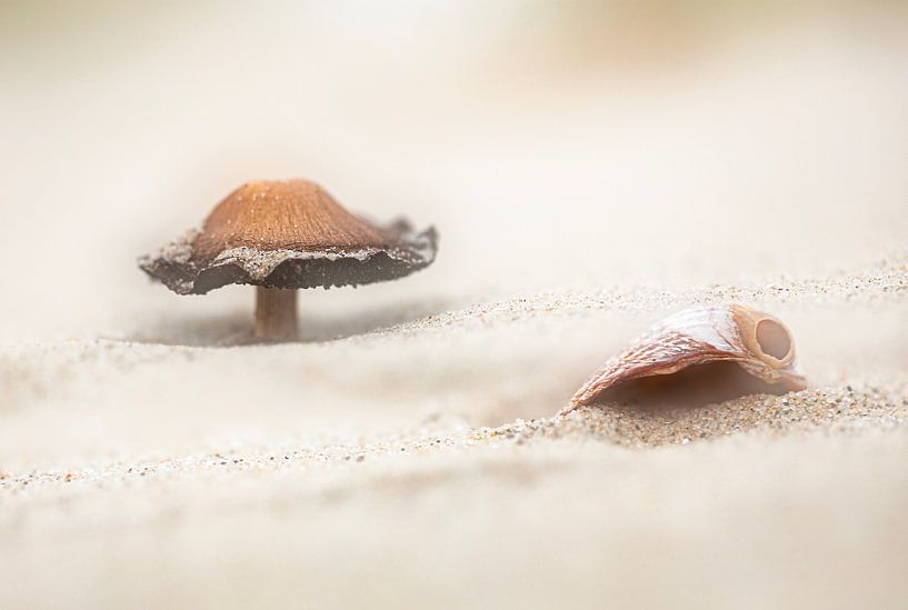 Findings on the beach by Teuni's Dreams of Reality