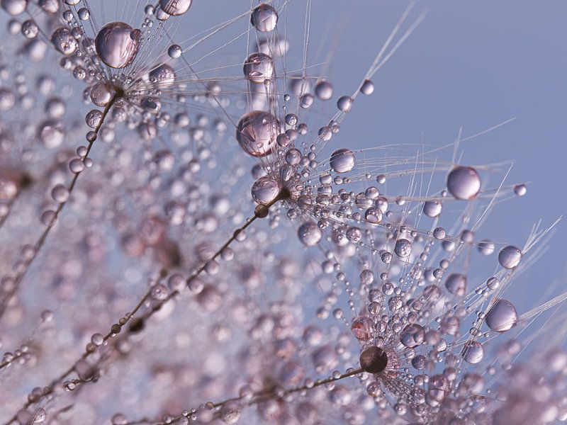 Pink droplets sparkle on a dandelion by Marjolijn van den Berg
