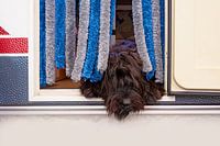 relaxed dog door caravan
