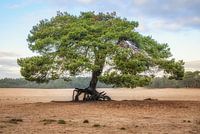 Arbre solitaire sur les dunes de Soester